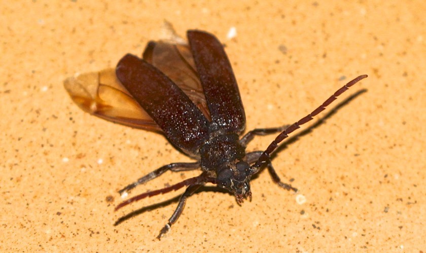 Elaptus