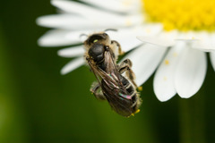 Andrena