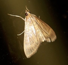 Protonoceras mitis
