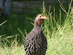 Pternistis afer castaneiventer