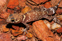 Underwoodisaurus milii