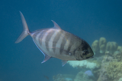 Ferdauia ferdau