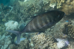 Ferdauia ferdau
