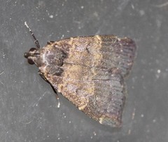 Hydrillodes dimissalis