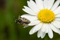 Andrena