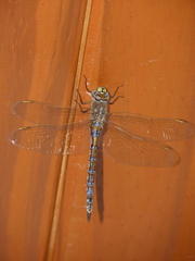 Rhionaeschna absoluta