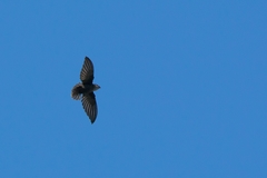 Chaetura meridionalis
