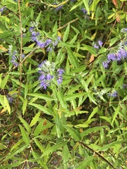Veronica longifolia