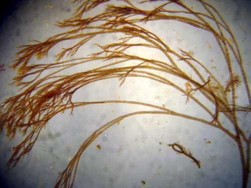 Polysiphonia binneyi