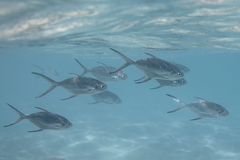 Trachinotus baillonii