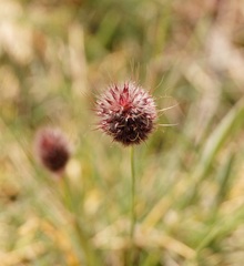 Alopecurus vaginatus