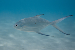 Trachinotus baillonii