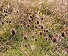 Alopecurus vaginatus