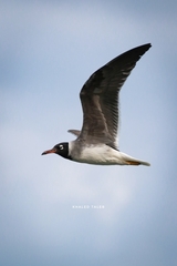 Ichthyaetus leucophthalmus