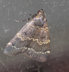 Hydrillodes dimissalis