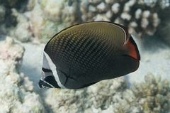 Chaetodon collare