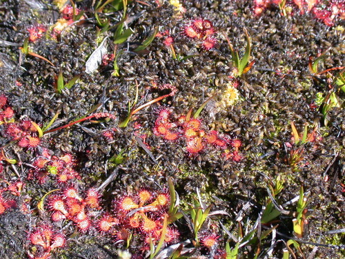 Drosera uniflora