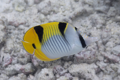 Saddleback Butterflyfish — seen at this dive site