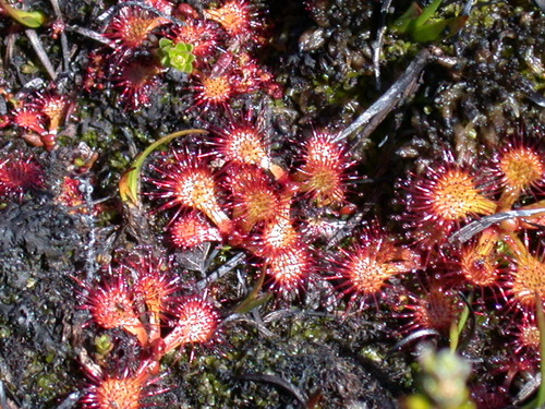Drosera uniflora