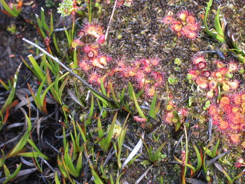 Drosera uniflora