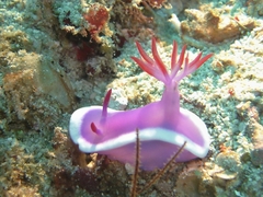 Hypselodoris violacea
