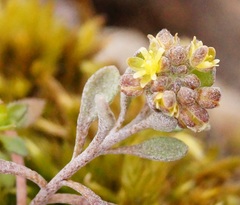 Alyssum minutum