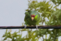 Amazona finschi
