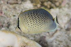 Chaetodon guttatissimus