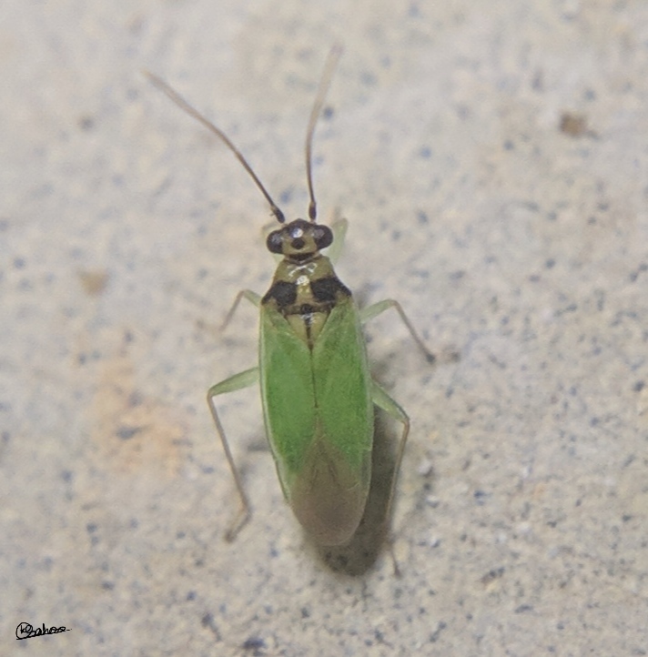 Cyrtorhinus