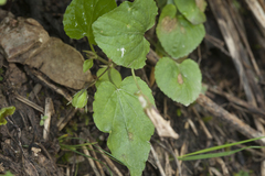 Viola fedtschenkoana