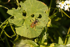 Nomada