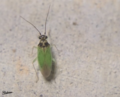 Cyrtorhinus