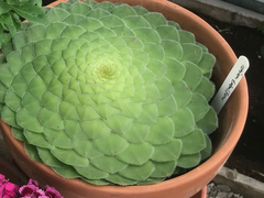 Aeonium tabuliforme