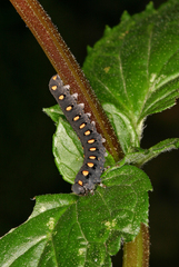 Tenthredo marginella
