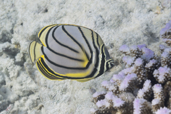 Chaetodon meyeri