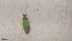 Cyrtorhinus