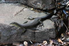 Varanus mertensi
