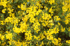 Coronilla juncea