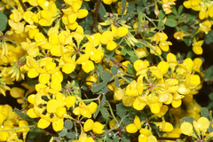 Coronilla juncea