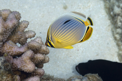 Chaetodon trifasciatus