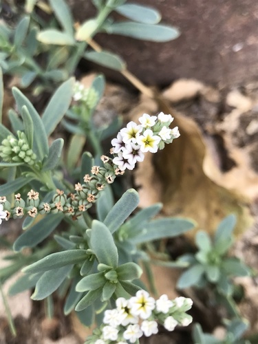 Heliotropium curassavicum iNat (2)
