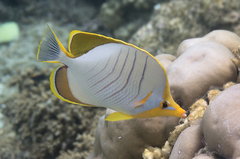 Chaetodon xanthocephalus