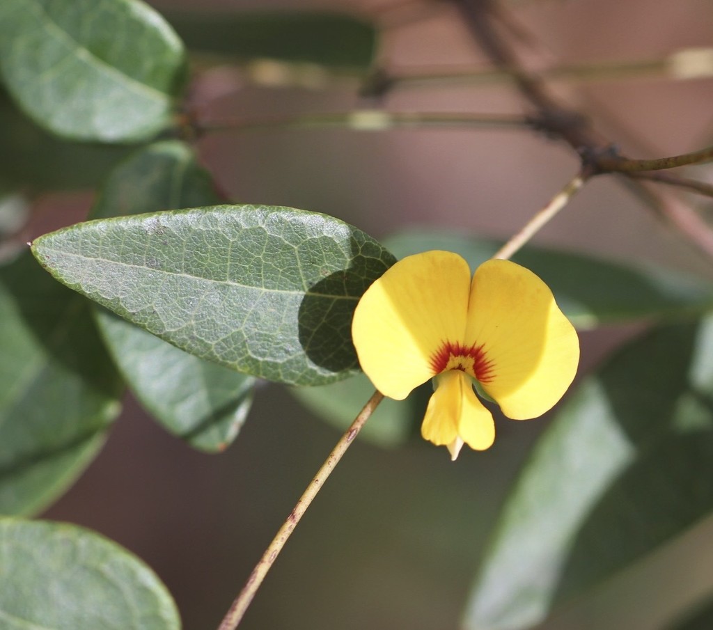 Bossiaeeae