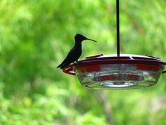 Archilochus colubris