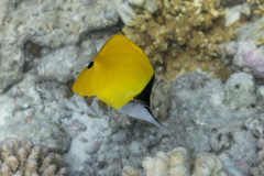 Forcipiger longirostris