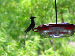 Archilochus colubris