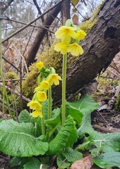 Primula elatior