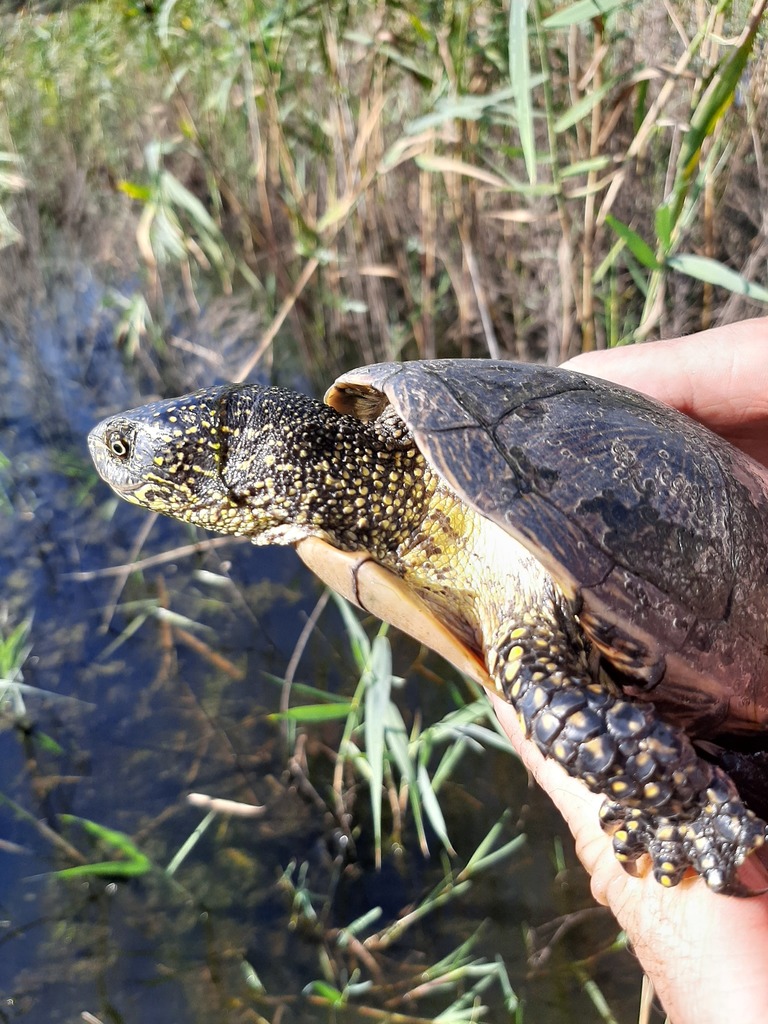 Hellenic Pond Turtle in July 2020 by Leonidas-Romanos Davranoglou ...