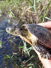 Emys orbicularis hellenica