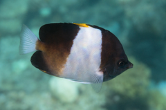 Hemitaurichthys zoster